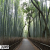 京都・嵐山 竹林の道 静けさに包まれた癒しの散策路