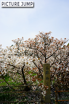 仁和寺 遅咲きの御室桜