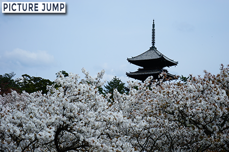 遅咲きで有名な仁和寺 御室桜。満開の桜に囲まれた五重塔
