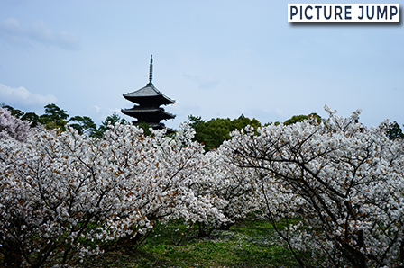 遅咲きで有名な仁和寺 御室桜。満開の桜に囲まれた五重塔