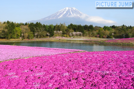富士芝桜まつり 富士山との共演は開催期間中の天候勝負