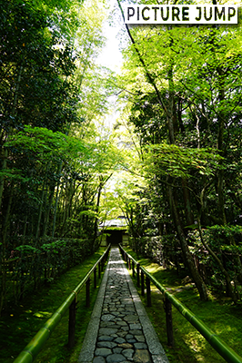 緑に包まれた大徳寺高桐院。誰も居ない参道