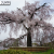 円山公園 祇園しだれ（一重白彼岸枝垂桜）樹齢約80年を数える大木