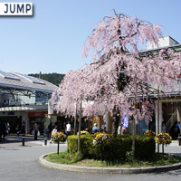 JR山科駅前ロータリーに咲く満開のしだれ桜
