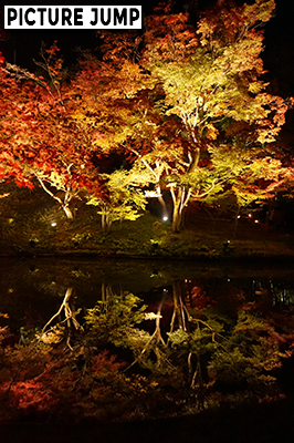 鷲峰山 高台寺 秋のライトアップ 臥龍池「水鏡」に移し照らされる紅葉に言葉を失う