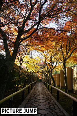 紅葉に覆われた光悦寺の参道