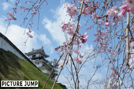 掛川城と桜